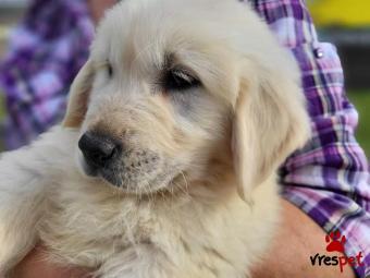 Ράτσα: Γκόλντεν Ριτρίβερ - Golden Retriever | Ηλικία: 2,5 μηνών | Φύλο: Αρσενικό | Αρ. Microchip: 56768998799 | Περιοχή: Αθήνα, Αττική