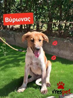 Ράτσα: Λαμπραντόρ - Labrador | Ηλικία: 6 μηνών | Φύλο: Αρσενικό | Αρ. Microchip: 990000014587458 | Ημίαιμο | Περιοχή: Λαυρεωτική, Αττική