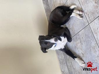 Ράτσα: Άγνωστο - Ημίαιμο | Ηλικία: 1 έτους | Φύλο: Θηλυκό | Αρ. Microchip: 900219002438245 | Περιοχή: Συκιές, Θεσσαλονίκη