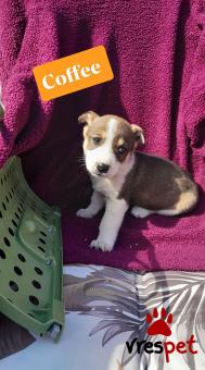 Ράτσα: Άλλη Ράτσα | Ηλικία: 2 μηνών | Φύλο: Θηλυκό | Αρ. Microchip: 9012362545478 | Ημίαιμο | Περιοχή: Λαυρεωτική, Αττική