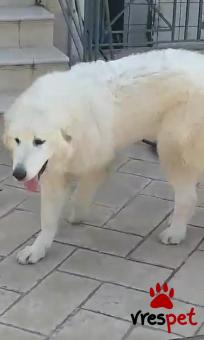 Ράτσα: Ορεινός πυρηναίων - Great Pyrenees | Ηλικία: 6 μηνών | Φύλο: Θηλυκό | Αρ. Microchip: 963002000024563 | Ιδιώτης | Περιοχή: Δυτική Αχαΐα, Πελλοπόνησος