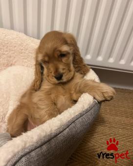 Ράτσα: Κόκερ Σπάνιελ - Cockerspaniel | Ηλικία: 3 μηνών | Φύλο: Θηλυκό | Αρ. Microchip: 905789047894093 | Ιδιώτης | Εκπαιδευμένο | Pedigree | Περιοχή: Αθήνα, Αττική