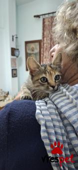 Ράτσα: Άγνωστο - Ημίαιμο | Ηλικία: 2,5 μηνών | Φύλο: Θηλυκό | Αρ. Microchip: 000000000000000000000 | Ημίαιμο | Περιοχή: Χαϊδάρι, Αττική