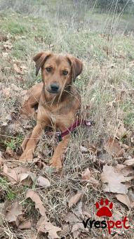 Ράτσα: Άγνωστο - Ημίαιμο | Ηλικία: 1 έτους | Φύλο: Αρσενικό | Αρ. Microchip: 0000000 | Περιοχή: Κορδελιό Εύοσμος, Θεσσαλονίκη