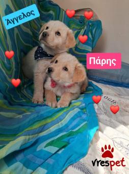 Ράτσα: Λαμπραντόρ - Labrador | Ηλικία: 2 μηνών | Φύλο: Αρσενικό | Αρ. Microchip: 9012362545478 | Ημίαιμο | Περιοχή: Λαυρεωτική, Αττική