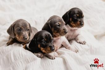 Ράτσα: Ντάτς χάουντ - Dach hound | Ηλικία: 3 μηνών | Φύλο: Αρσενικό | Αρ. Microchip: 0087637890938765567 | Έμπορος | Ιδιώτης | Εκπαιδευμένο | 