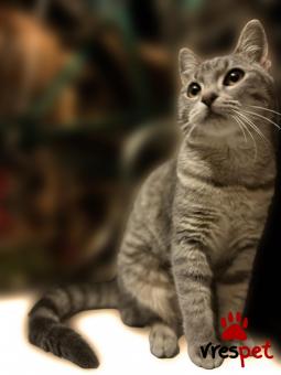 Ράτσα: Άγνωστο - Ημίαιμο | Ηλικία: 5 μηνών | Φύλο: Θηλυκό | Αρ. Microchip: 991004000959642 | Περιοχή: Πεύκη, Αττική