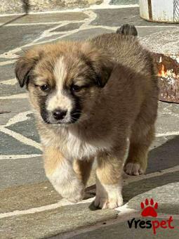 Ράτσα: Άγνωστο - Ημίαιμο | Ηλικία: 2 μηνών | Φύλο: Θηλυκό | Αρ. Microchip: 0000000 | Περιοχή: Κορδελιό Εύοσμος, Θεσσαλονίκη