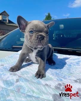 Ράτσα: Γαλλικό Μπουλντόγκ - Bulldog | Ηλικία: 2,5 μηνών | Φύλο: Θηλυκό | Αρ. Microchip: 9902606923065 | Ιδιώτης | Εκπαιδευμένο | Pedigree | Περιοχή: Αθήνα, Αττική