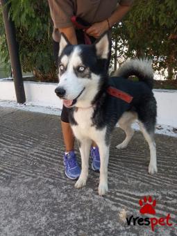 Ράτσα: Σιβηριανός Χάσκι - Siberian Husky | Ηλικία: 1 έτους | Φύλο: Αρσενικό | Αρ. Microchip: 900000463428910 | Περιοχή: Χαϊδάρι, Αττική