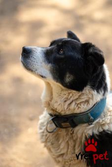 Ράτσα: Άγνωστο - Ημίαιμο | Ηλικία: 5+ | Φύλο: Θηλυκό | Αρ. Microchip: . | Περιοχή: Νέα Σμύρνη, Αττική