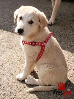 Ράτσα: Άγνωστο - Ημίαιμο | Ηλικία: 3 μηνών | Φύλο: Θηλυκό | Αρ. Microchip: - | Περιοχή: Κιλκίς, Μακεδονία