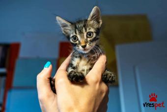 Ράτσα: Άγνωστο - Ημίαιμο | Ηλικία: 2,5 μηνών | Φύλο: Θηλυκό | Αρ. Microchip: - | Περιοχή: Νέα Σμύρνη, Αττική