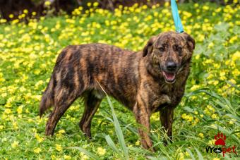 Ράτσα: Άγνωστο - Ημίαιμο | Ηλικία: 3 ετών | Φύλο: Αρσενικό | Αρ. Microchip: - | Περιοχή: Νέα Σμύρνη, Αττική