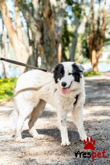 Ράτσα: Άγνωστο - Ημίαιμο | Ηλικία: 8 μηνών | Φύλο: Αρσενικό | Αρ. Microchip: - | Περιοχή: Νέα Σμύρνη, Αττική