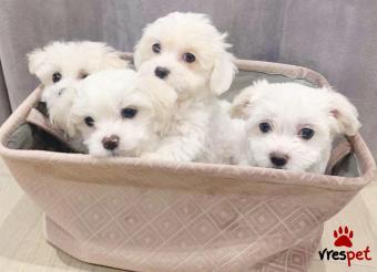 Ράτσα: Μαλτέζ - Maltese | Ηλικία: 2,5 μηνών | Φύλο: Αρσενικό | Αρ. Microchip: 341009454323 | Ιδιώτης | Εκπαιδευμένο | Pedigree | Περιοχή: Αττική