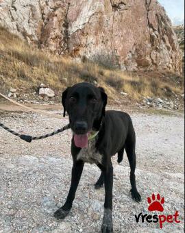 Ράτσα: Άγνωστο - Ημίαιμο | Ηλικία: 4 ετών | Φύλο: Αρσενικό | Αρ. Microchip: 000000000 | Περιοχή: Νίκαια Άγιος Ιωάννης Ρέντης, Αττική