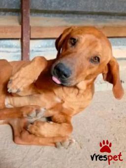 Ράτσα: Άγνωστο - Ημίαιμο | Ηλικία: 4 ετών | Φύλο: Αρσενικό | Αρ. Microchip: - | Περιοχή: Κιλκίς, Μακεδονία