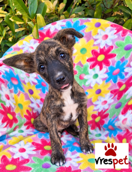 Ράτσα: Βελγικός Ποιμενικός Μαλινουά - Belgian Malinois | Ηλικία: 3 μηνών | Φύλο: Θηλυκό | Αρ. Microchip: 0 | Ημίαιμο | Περιοχή: Γλυφάδα, Αττική