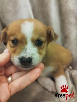 Ράτσα: Άγνωστο - Ημίαιμο | Ηλικία: 2 μηνών | Φύλο: Αρσενικό | Αρ. Microchip: 000000000000008 | Περιοχή: Καλύβια Θορικού, Αττική