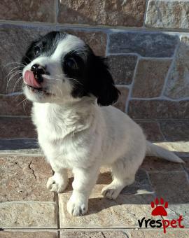 Ράτσα: Κοκόνι - Kokoni | Ηλικία: 2 μηνών | Φύλο: Αρσενικό | Αρ. Microchip: 0 | Ημίαιμο | Περιοχή: Γλυφάδα, Αττική