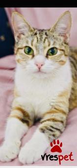 Ράτσα: Άγνωστο - Ημίαιμο | Ηλικία: 8 μηνών | Φύλο: Θηλυκό | Αρ. Microchip: 900182002099766 | Περιοχή: Νίκαια Άγιος Ιωάννης Ρέντης, Αττική