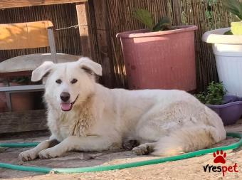Ράτσα: Αγγλικός ποιμενικός - English Sheepdog | Ηλικία: 1 έτους | Φύλο: Θηλυκό | Αρ. Microchip: 99004983737336747 | Περιοχή: Στερεά Ελλάδα