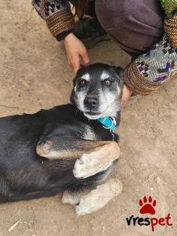 Ράτσα: Άγνωστο - Ημίαιμο | Ηλικία: 5+ | Φύλο: Θηλυκό | Αρ. Microchip: 999999999 | Ημίαιμο | Περιοχή: Νέα Σμύρνη, Αττική