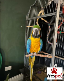 Είδος: Παπαγάλοι | Ιδιώτης | Περιοχή: Αθήνα, Αττική