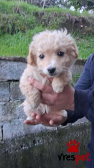 Ράτσα: Άλλη Ράτσα | Ηλικία: 2,5 μηνών | Φύλο: Θηλυκό | Αρ. Microchip: 999999999999999 | Περιοχή: Αττική