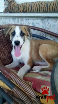 Ράτσα: Λαμπραντόρ - Labrador | Ηλικία: 3 μηνών | Φύλο: Θηλυκό | Αρ. Microchip: - | Ημίαιμο | Περιοχή: Αλεξάνδρεια, Μακεδονία