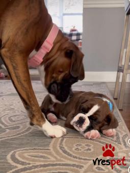 Ράτσα: Μπόξερ - Boxer | Ηλικία: 2,5 μηνών | Φύλο: Θηλυκό | Αρ. Microchip: 985113459734731 | Ιδιώτης | Εκπαιδευμένο | Pedigree | Περιοχή: Αθήνα, Αττική