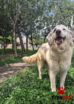 Ράτσα: Ελληνικός Ποιμενικός - Greek Shepherd | Ηλικία: 4 ετών | Φύλο: Αρσενικό | Αρ. Microchip: 000000000000000000000 | Ημίαιμο | Περιοχή: Χαϊδάρι, Αττική