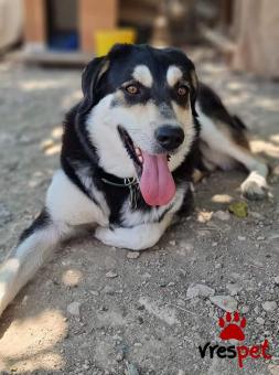 Ράτσα: Σιβηριανός Χάσκι - Siberian Husky | Ηλικία: 2 ετών | Φύλο: Θηλυκό | Αρ. Microchip: 12345678999 | Ημίαιμο | Περιοχή: Νίκαια Άγιος Ιωάννης Ρέντης, Αττική