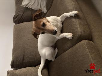 Ράτσα: Τζακ Ράσελ Τεριέ - Jack Russell Terrier | Ηλικία: 5+ | Φύλο: Θηλυκό | Αρ. Microchip: ΔΕΝ ΕΧΕΙ | Ιδιώτης | Περιοχή: Αττική