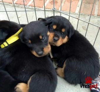 Ράτσα: Ροτβάϊλερ - Rottweiler | Ηλικία: 3 μηνών | Φύλο: Θηλυκό | Αρ. Microchip: 985113050134721 | Ιδιώτης | Εκπαιδευμένο | Pedigree | Περιοχή: Αθήνα, Αττική