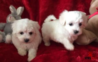 Ράτσα: Μαλτέζ - Maltese | Ηλικία: 2,5 μηνών | Φύλο: Θηλυκό | Αρ. Microchip: 902809506090290 | Ιδιώτης | Εκπαιδευμένο | Pedigree | Περιοχή: Αθήνα, Αττική