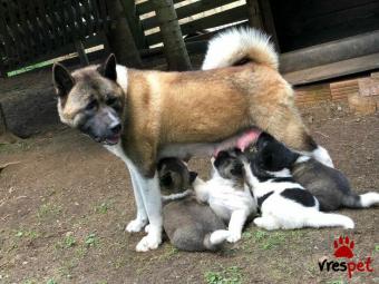 Ράτσα: Ακίτα Γιαπωνέζικος - Akita inu | Ηλικία: 3 μηνών | Φύλο: Αρσενικό | Αρ. Microchip: 978101492345678 | Ιδιώτης | Εκπαιδευμένο | Pedigree | Περιοχή: Αθήνα, Αττική