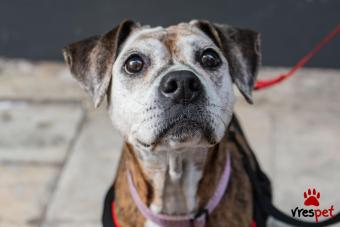 Ράτσα: Άγνωστο - Ημίαιμο | Ηλικία: 5+ | Φύλο: Θηλυκό | Αρ. Microchip: - | Περιοχή: Νέα Σμύρνη, Αττική