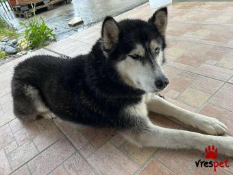 Ράτσα: Σιβηριανός Χάσκι - Siberian Husky | Ηλικία: 4 ετών | Φύλο: Θηλυκό | Αρ. Microchip: 90016300264456 | Ιδιώτης | Εκπαιδευμένο | Pedigree | Περιοχή: Διόν Όλυμπος, Μακεδονία