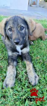 Ράτσα: Άγνωστο - Ημίαιμο | Ηλικία: 2,5 μηνών | Φύλο: Αρσενικό | Αρ. Microchip: Δεν εχει | Περιοχή: Νέα Σμύρνη, Αττική