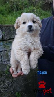 Ράτσα: Άλλη Ράτσα | Ηλικία: 2,5 μηνών | Φύλο: Αρσενικό | Αρ. Microchip: 999999999999999 | Περιοχή: Αττική