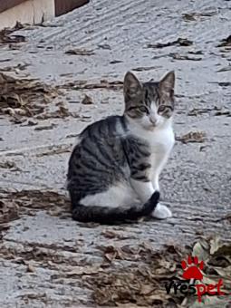 Ράτσα: Άγνωστο - Ημίαιμο | Ηλικία: 2,5 μηνών | Φύλο: Αρσενικό | Αρ. Microchip: 000000000000000000000 | Ημίαιμο | Περιοχή: Χαϊδάρι, Αττική