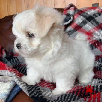 Ράτσα: Μαλτέζ - Maltese | Ηλικία: 3 μηνών | Φύλο: Αρσενικό | Αρ. Microchip: 978101082344910 | Ιδιώτης | Εκπαιδευμένο | Pedigree | Περιοχή: Αθήνα, Αττική