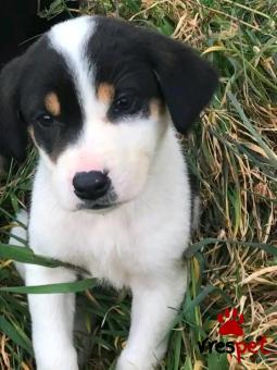 Ράτσα: Άγνωστο - Ημίαιμο | Ηλικία: 2 μηνών | Φύλο: Αρσενικό | Αρ. Microchip: - | Περιοχή: Κιλκίς, Μακεδονία