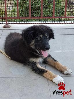 Ράτσα: Ελληνικός Ποιμενικός - Greek Shepherd | Ηλικία: 3 μηνών | Φύλο: Θηλυκό | Αρ. Microchip: 000000000 | Περιοχή: Βόλος, Θεσσαλία