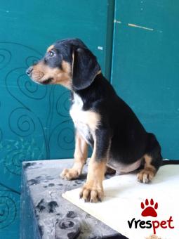 Ράτσα: Άλλη Ράτσα | Ηλικία: 2 μηνών | Φύλο: Αρσενικό | Αρ. Microchip: 0000 | Περιοχή: Ηράκλειο, Κρήτη