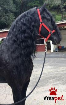 Άλογα-Πόνυ | Είδος: Ζώα | Υποπεριοχή:  | Περιοχή: Αθήνα, Αττική