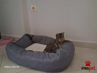 Ράτσα: Άγνωστο - Ημίαιμο | Ηλικία: 4 μηνών | Φύλο: Θηλυκό | Αρ. Microchip: 0 | Περιοχή: Πειραιάς, Αττική