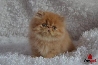 Ράτσα: Περσική | Ηλικία: 3 μηνών | Φύλο: Θηλυκό | Αρ. Microchip: 902090789020902 | Ιδιώτης | Pedigree | Περιοχή: Αθήνα, Αττική